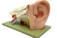 hearing