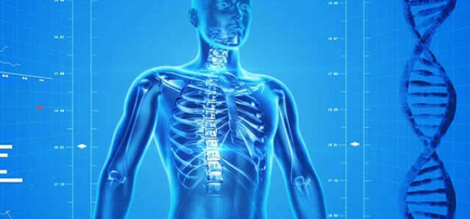 Studying Anatomy? Use 3D Models to Help You Study