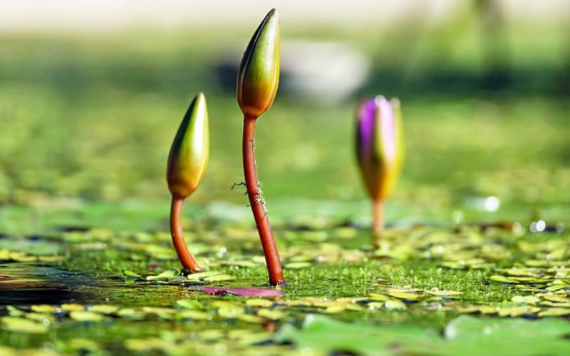 Best Student Tour Locations to Study Botany