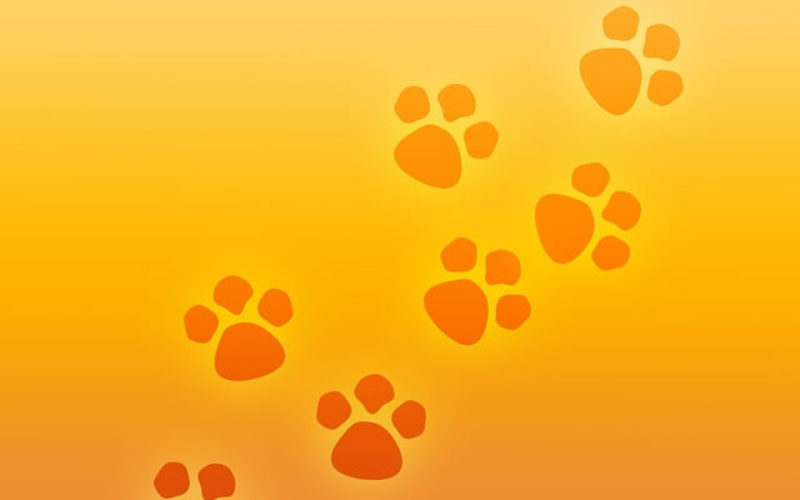 The Ultimate Dog Lover’s Pet Guide for College Students! (Part 2/2)