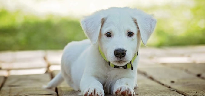 The Ultimate Dog Lover’s Pet Guide for College Students! (Part 1/2)