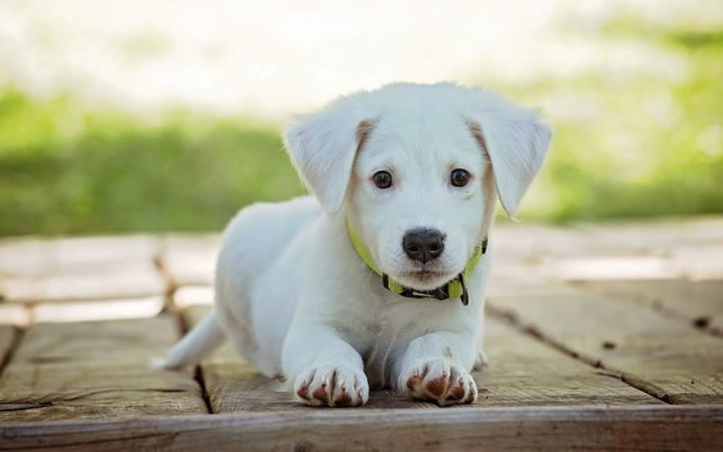 The Ultimate Dog Lover’s Pet Guide for College Students! (Part 1/2)