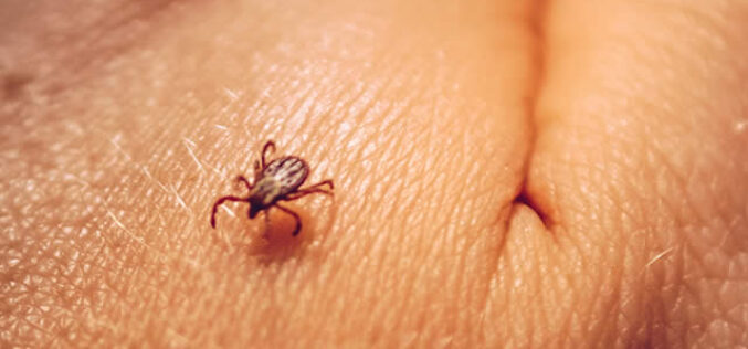 How to Stay Away From a Tick Bite