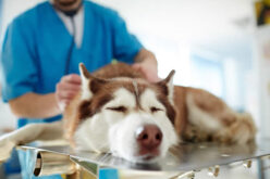 Things You Should Know Before Becoming a Veterinarian