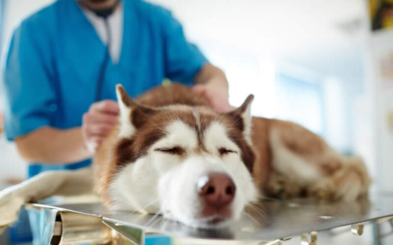 Things You Should Know Before Becoming a Veterinarian