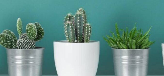 The Easiest Plants To Grow In Your Dorm Room