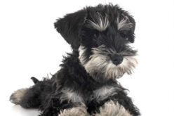 Things To Know When Adopting a Schnauzer