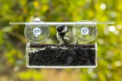 Bringing Nature to Your Window: A College Student’s Guide to Bird Feeding