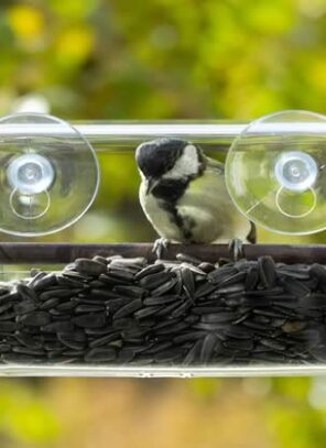 Bringing Nature to Your Window: A College Student’s Guide to Bird Feeding