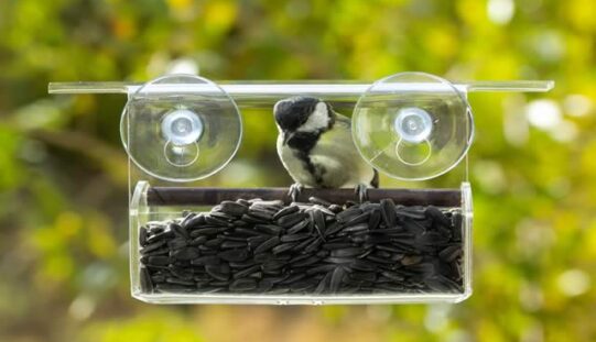 Bringing Nature to Your Window: A College Student’s Guide to Bird Feeding