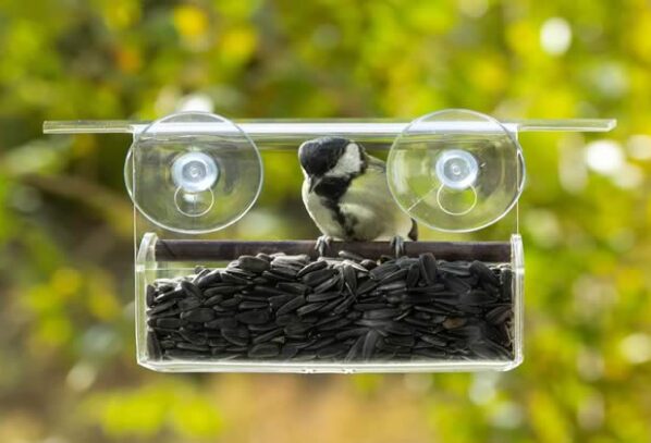 Bringing Nature to Your Window: A College Student’s Guide to Bird Feeding