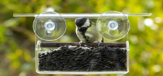 Bringing Nature to Your Window: A College Student’s Guide to Bird Feeding