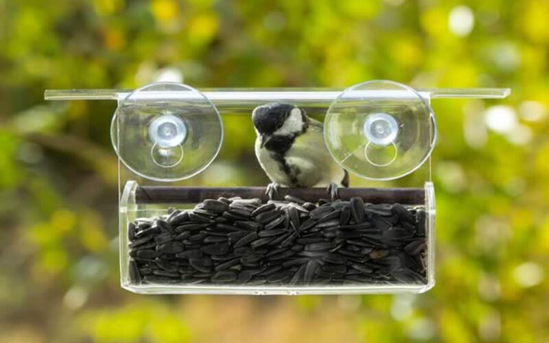 Bringing Nature to Your Window: A College Student’s Guide to Bird Feeding
