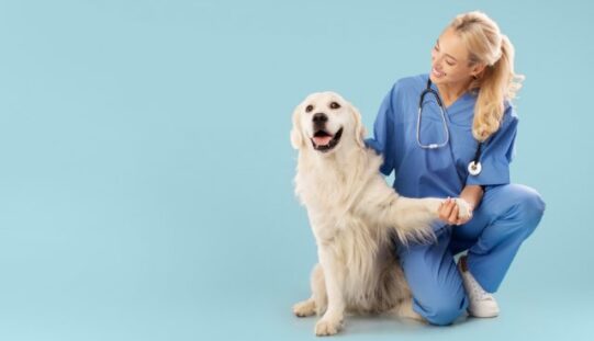 Becoming a Vet: How To Know It’s the Right Fit