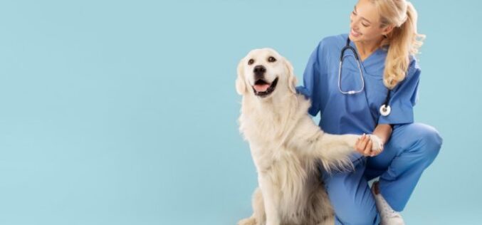 Becoming a Vet: How To Know It’s the Right Fit