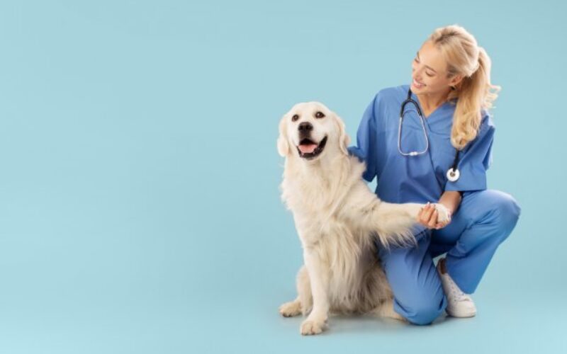 Becoming a Vet: How To Know It’s the Right Fit